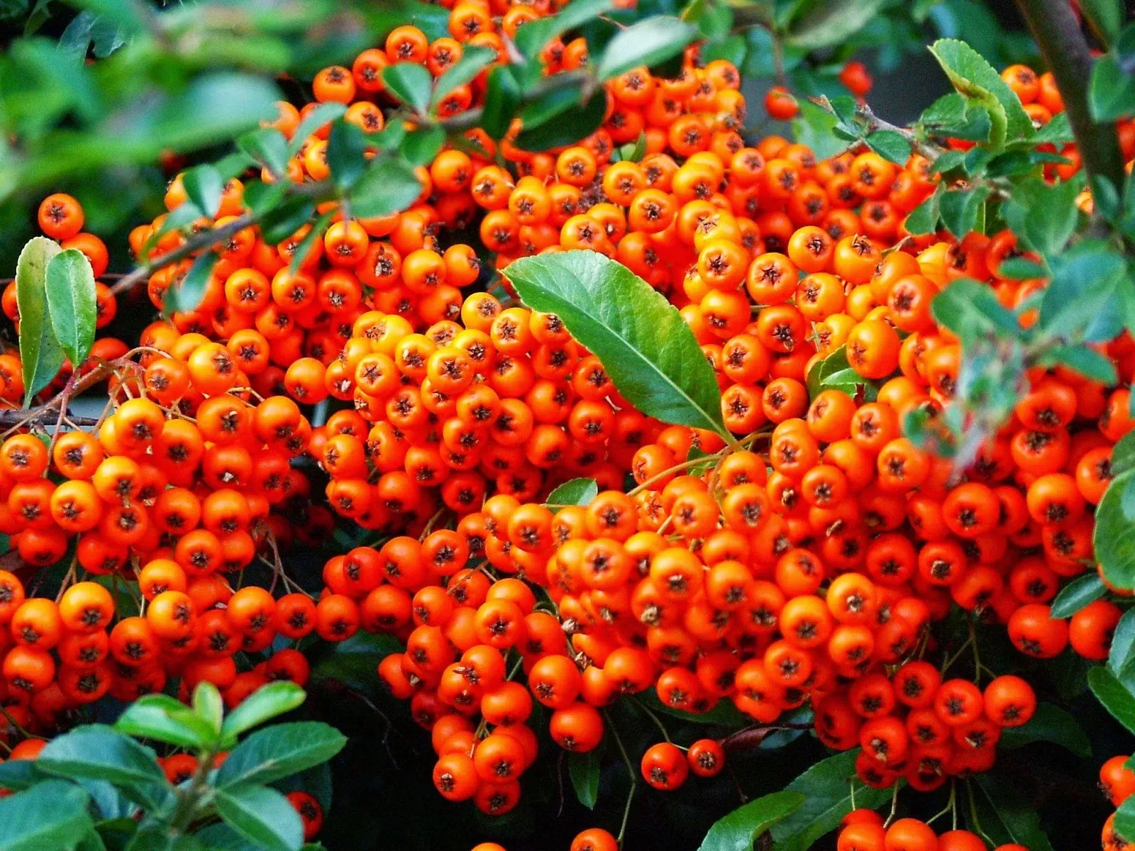 Article: How to Choose the Right Sea Buckthorn Variety for a Commercial Orchard