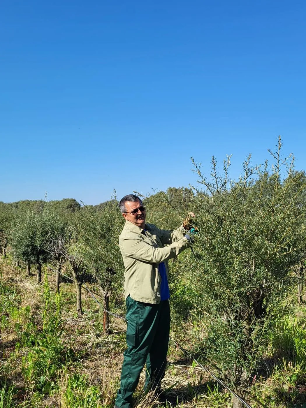 Article: 5 Mistakes to Avoid When Establishing a Commercial Sea Buckthorn Orchard