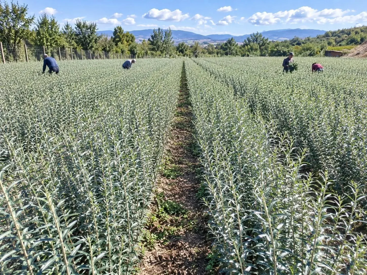 Orberry nursery team working among sea buckthorn plants