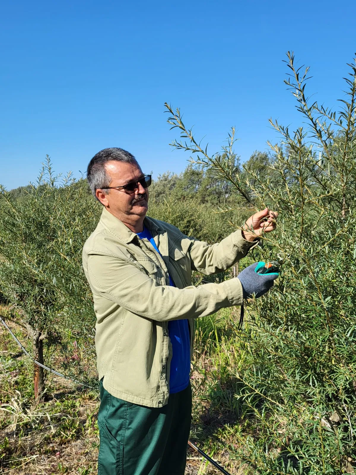 Orberry sea buckthorn growing and nursery photography