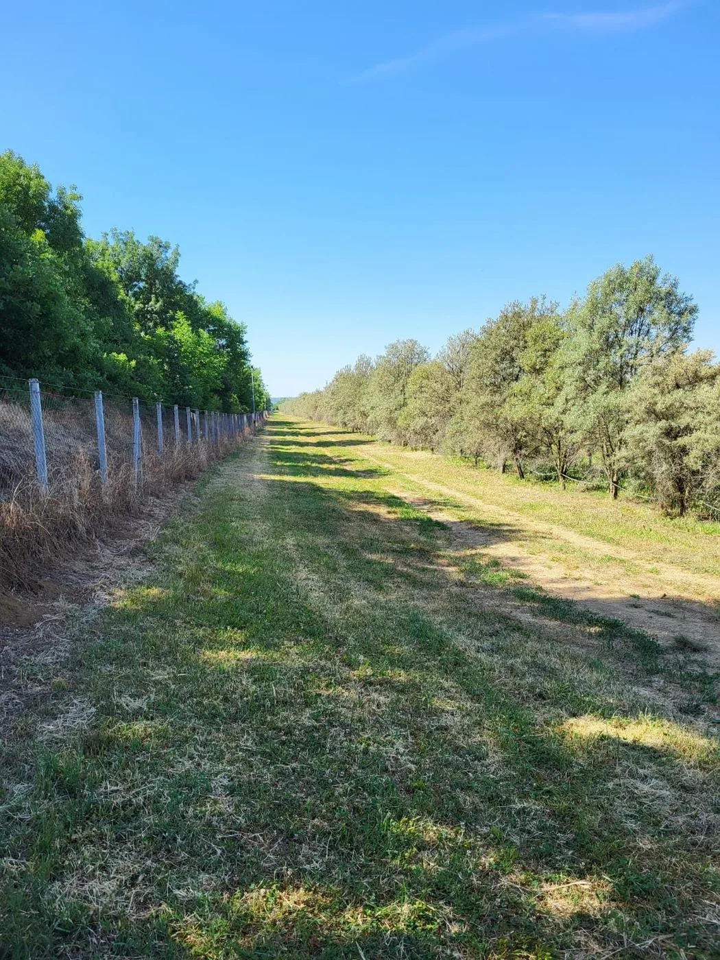 Traceable sea buckthorn orchard rows in Romania