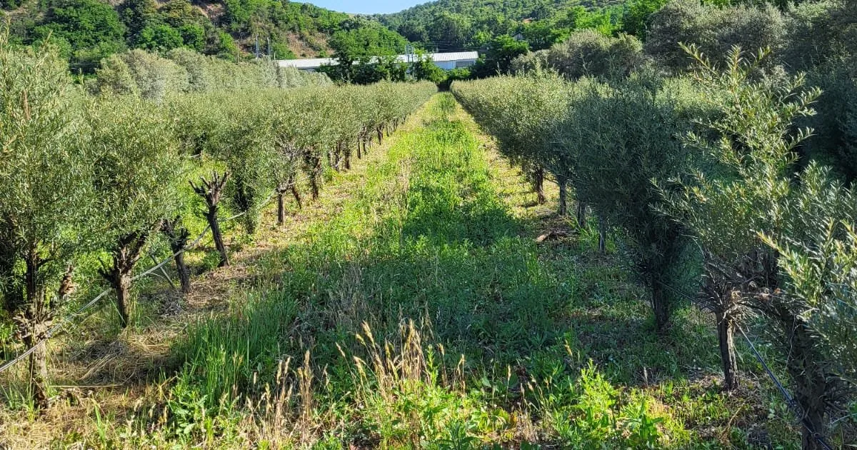Orberry boomgaardfase